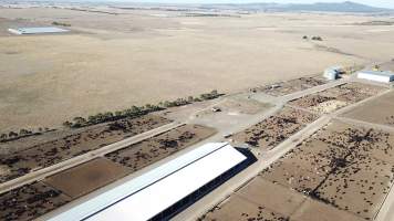 Drone flyover of cattle feedlot - Captured at Jalna Feedlot, Anakie VIC Australia.