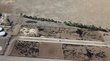 Drone flyover of cattle feedlot - Captured at Jalna Feedlot, Anakie VIC Australia.