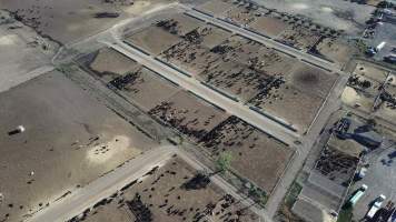 Drone flyover of cattle feedlot - Captured at Jalna Feedlot, Anakie VIC Australia.