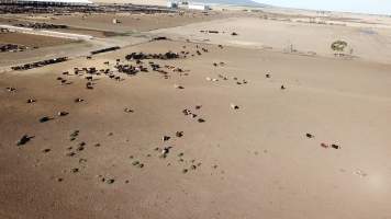 Drone flyover of cattle feedlot - Captured at Jalna Feedlot, Anakie VIC Australia.