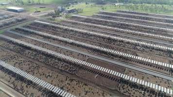 Drone flyover of cattle feedlot - Captured at Kerwee Feedlot, Jondaryan QLD Australia.