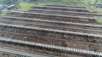 Drone flyover of cattle feedlot - Captured at Kerwee Feedlot, Jondaryan QLD Australia.