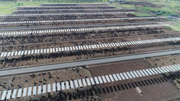 Drone flyover of cattle feedlot - Captured at Kerwee Feedlot, Jondaryan QLD Australia.