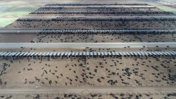 Drone flyover of cattle feedlot - Captured at Kerwee Feedlot, Jondaryan QLD Australia.