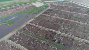 Drone flyover of cattle feedlot - Captured at LemonTree Feedlot, Lemontree QLD Australia.