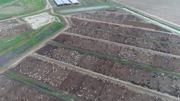 Drone flyover of cattle feedlot - Captured at LemonTree Feedlot, Lemontree QLD Australia.