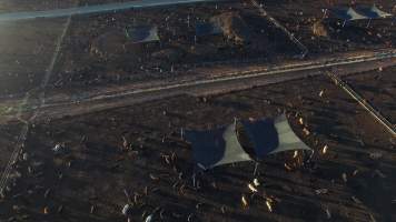 Drone flyover of cattle feedlot - Captured at Riverina Beef Feedlot, Merungle Hill NSW Australia.