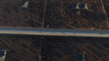 Drone flyover of cattle feedlot - Captured at Riverina Beef Feedlot, Merungle Hill NSW Australia.