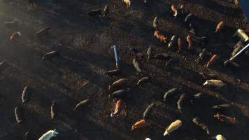 Drone flyover of cattle feedlot - Captured at Riverina Beef Feedlot, Merungle Hill NSW Australia.