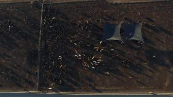 Drone flyover of cattle feedlot - Captured at Riverina Beef Feedlot, Merungle Hill NSW Australia.