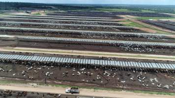 Drone flyover of cattle feedlot - Captured at Stanbroke Feedlot, Greenswamp QLD Australia.