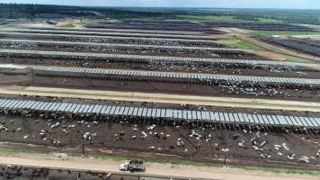 Drone flyover of cattle feedlot - Captured at Stanbroke Feedlot, Greenswamp QLD Australia.