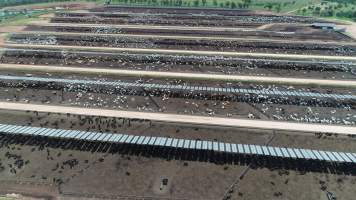 Drone flyover of cattle feedlot - Captured at Stanbroke Feedlot, Greenswamp QLD Australia.