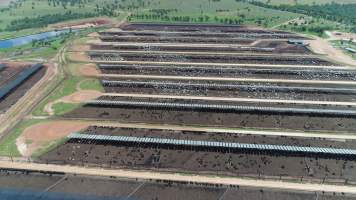 Drone flyover of cattle feedlot - Captured at Stanbroke Feedlot, Greenswamp QLD Australia.