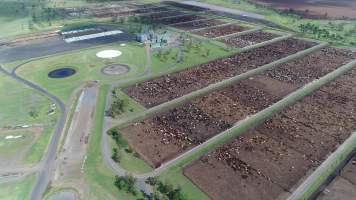 Drone flyover of cattle feedlot - Captured at Wainui Feedlot, Wainui QLD Australia.