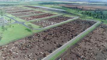 Drone flyover of cattle feedlot - Captured at Wainui Feedlot, Wainui QLD Australia.