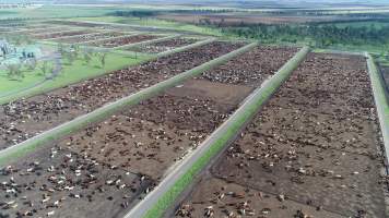 Drone flyover of cattle feedlot - Captured at Wainui Feedlot, Wainui QLD Australia.