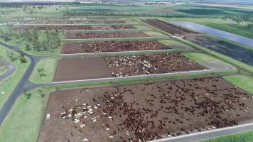 Drone flyover of cattle feedlot - Captured at Wainui Feedlot, Wainui QLD Australia.