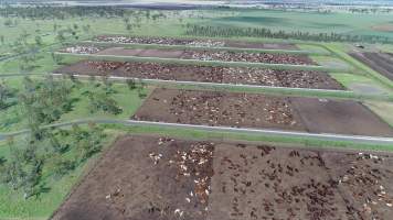 Drone flyover of cattle feedlot - Captured at Wainui Feedlot, Wainui QLD Australia.