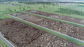 Drone flyover of cattle feedlot - Captured at Wainui Feedlot, Wainui QLD Australia.