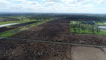 Drone flyover of cattle feedlot - Captured at Wainui Feedlot, Wainui QLD Australia.