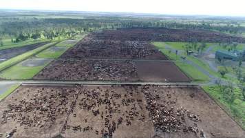 Drone flyover of cattle feedlot - Captured at Wainui Feedlot, Wainui QLD Australia.