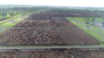 Drone flyover of cattle feedlot - Captured at Wainui Feedlot, Wainui QLD Australia.