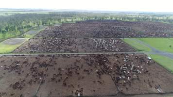 Drone flyover of cattle feedlot - Captured at Wainui Feedlot, Wainui QLD Australia.