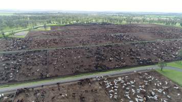 Drone flyover of cattle feedlot - Captured at Wainui Feedlot, Wainui QLD Australia.