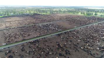 Drone flyover of cattle feedlot - Captured at Wainui Feedlot, Wainui QLD Australia.