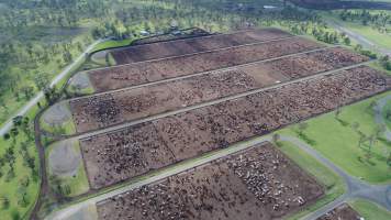 Drone flyover of cattle feedlot - Captured at Wainui Feedlot, Wainui QLD Australia.