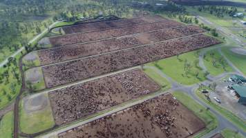 Drone flyover of cattle feedlot - Captured at Wainui Feedlot, Wainui QLD Australia.