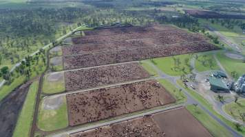 Drone flyover of cattle feedlot - Captured at Wainui Feedlot, Wainui QLD Australia.