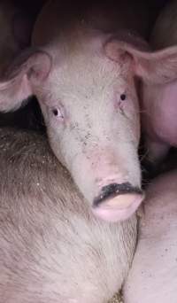 Pigs - Pigs on a truck on route to a slaughterhouse. - Captured at ON.