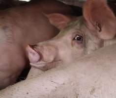 Pigs - Pigs on a truck on route to a slaughterhouse. - Captured at ON.