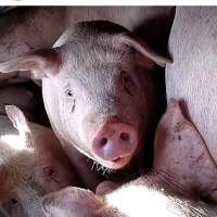 Pigs - Pigs on a truck on route to a slaughterhouse. - Captured at ON.