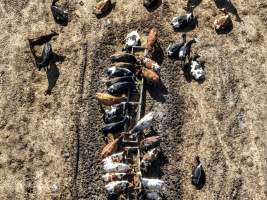 Marella Farms aerial view - Image taken at Marella Farms, showing dairy cows living on dirt. - Captured at Marella Farms, Freestone QLD Australia.