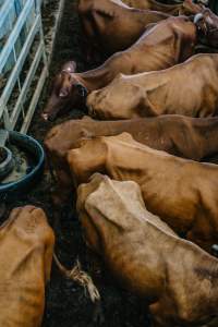 Dalby Saleyards - Thin cows at saleyard - Captured at Dalby Saleyard, Dalby QLD Australia.
