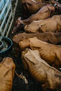 Dalby Saleyards - Thin cows at saleyard - Captured at Dalby Saleyard, Dalby QLD Australia.