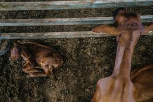 Dalby Saleyards - Calf at saleyard - Captured at Dalby Saleyard, Dalby QLD Australia.