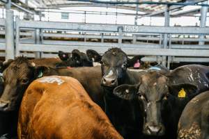 Dalby Saleyards - Cows covered in paint at Saleyard - Captured at Dalby Saleyard, Dalby QLD Australia.