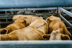 Dalby Saleyards - Thin cows at saleyard - Captured at Dalby Saleyard, Dalby QLD Australia.