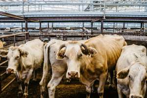 Dalby Saleyards - Thin cows at saleyard - Captured at Dalby Saleyard, Dalby QLD Australia.