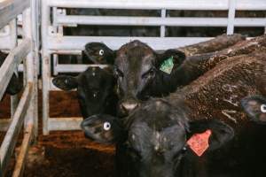 Dalby Saleyards - This cow appeared to be vision impaired - Captured at Dalby Saleyard, Dalby QLD Australia.