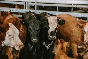 Dalby Saleyards - Cow with bloody horn at the saleyard - Captured at Dalby Saleyard, Dalby QLD Australia.