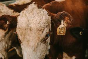 Dalby Saleyards - Cow with tag,