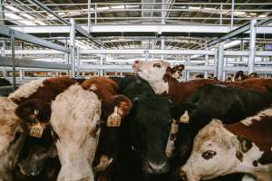 Dalby Saleyards - Pen full of cows at the saleyard - Captured at Dalby Saleyard, Dalby QLD Australia.