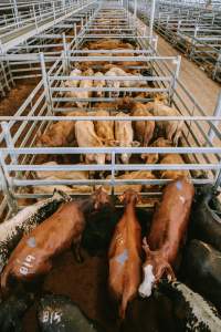 Dalby Saleyards - A view of the pens at the saleyard - Captured at Dalby Saleyard, Dalby QLD Australia.