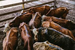 Dalby Saleyards - Emaciated cows at the saleyard - Captured at Dalby Saleyard, Dalby QLD Australia.