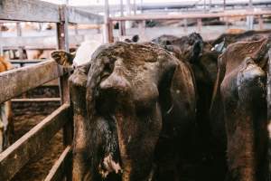 Dalby Saleyards - Emaciated cow with bones protruding at the saleyard - Captured at Dalby Saleyard, Dalby QLD Australia.